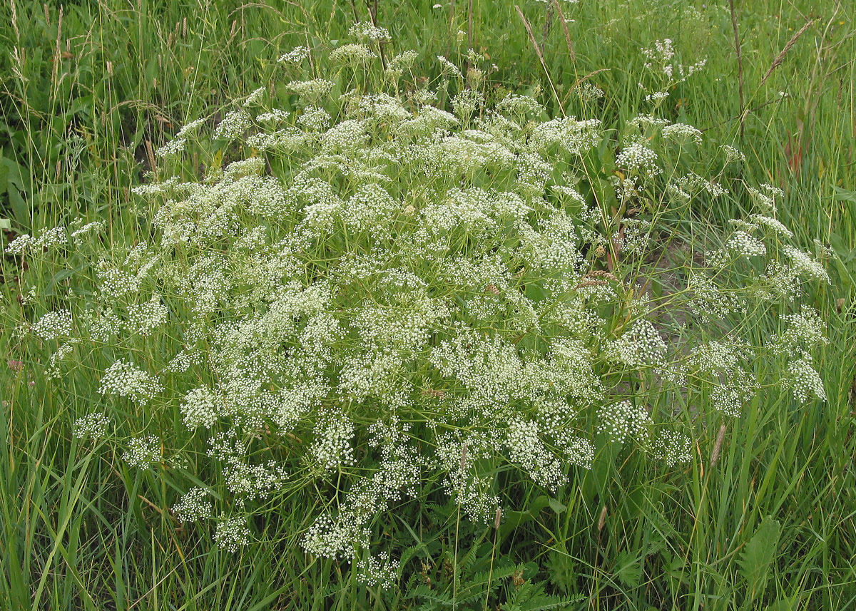 Изображение особи Falcaria vulgaris.