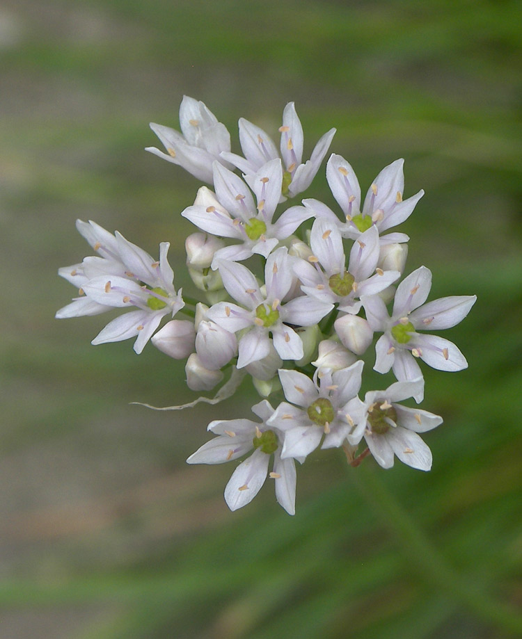 Image of Allium canadense specimen.