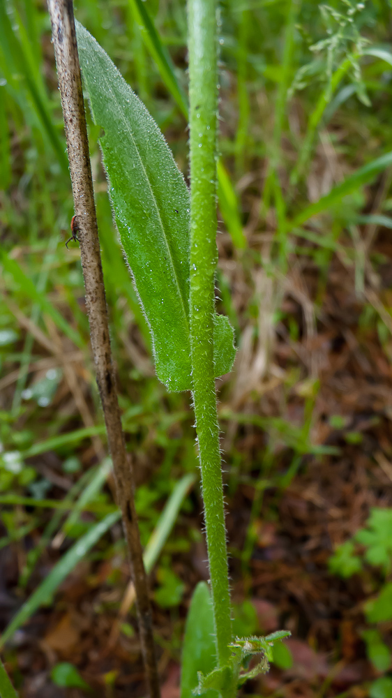 Image of genus Hesperis specimen.