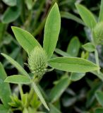 Trifolium ochroleucon. Верхушка побега с развивающимся соцветием. Германия, г. Дюссельдорф, Ботанический сад университета. 02.06.2014.