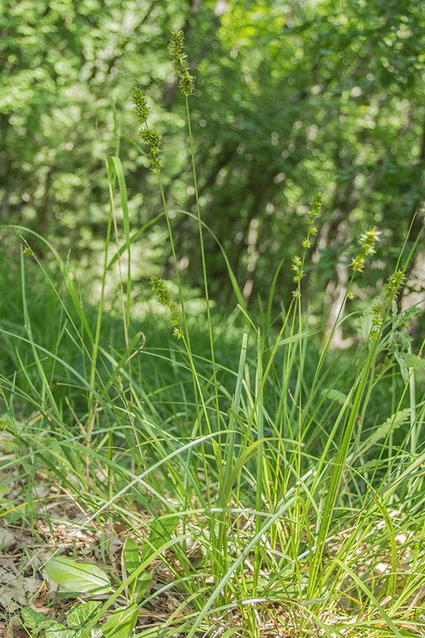 Изображение особи Carex spicata.