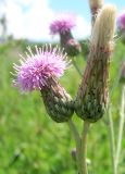 Cirsium incanum