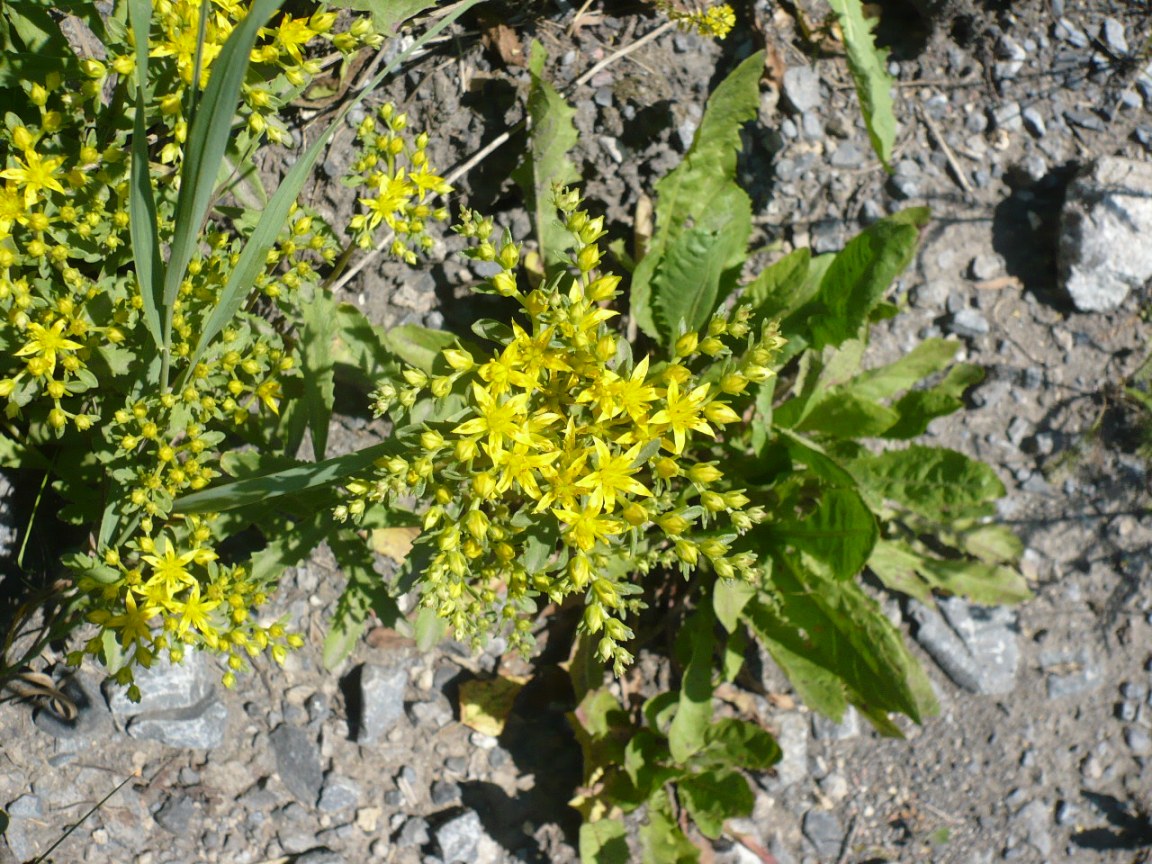 Изображение особи род Sedum.