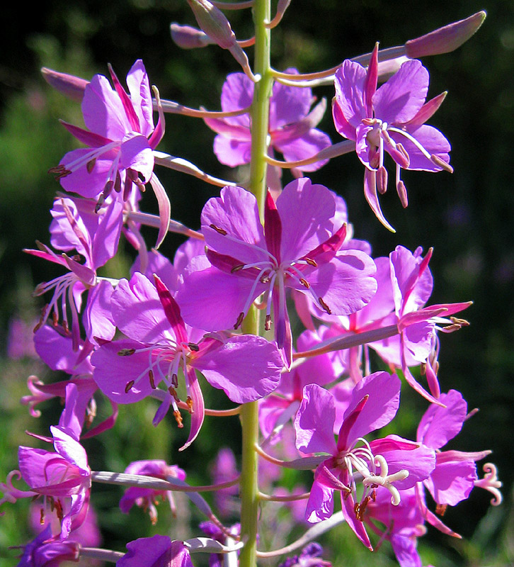 Image of Chamaenerion angustifolium specimen.