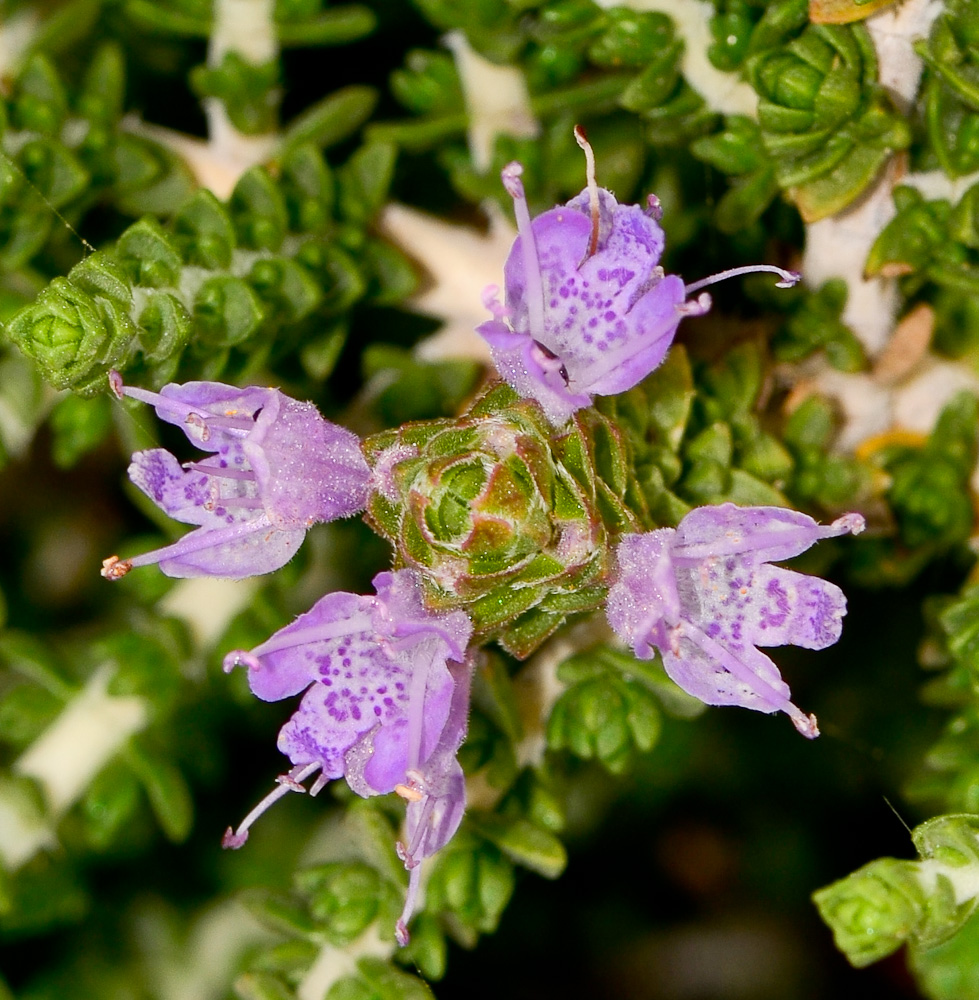 Image of Thymbra capitata specimen.