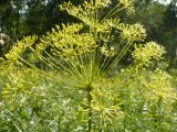 Peucedanum morisonii