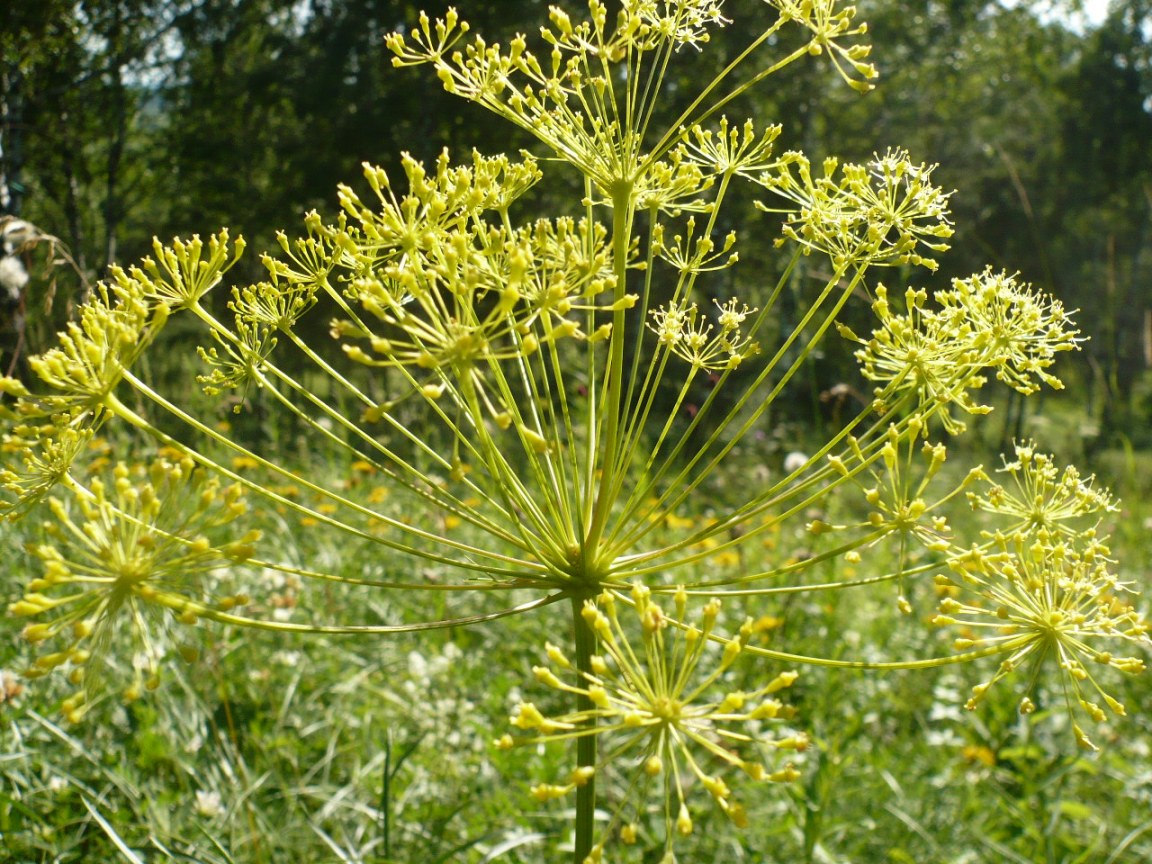 Изображение особи Peucedanum morisonii.