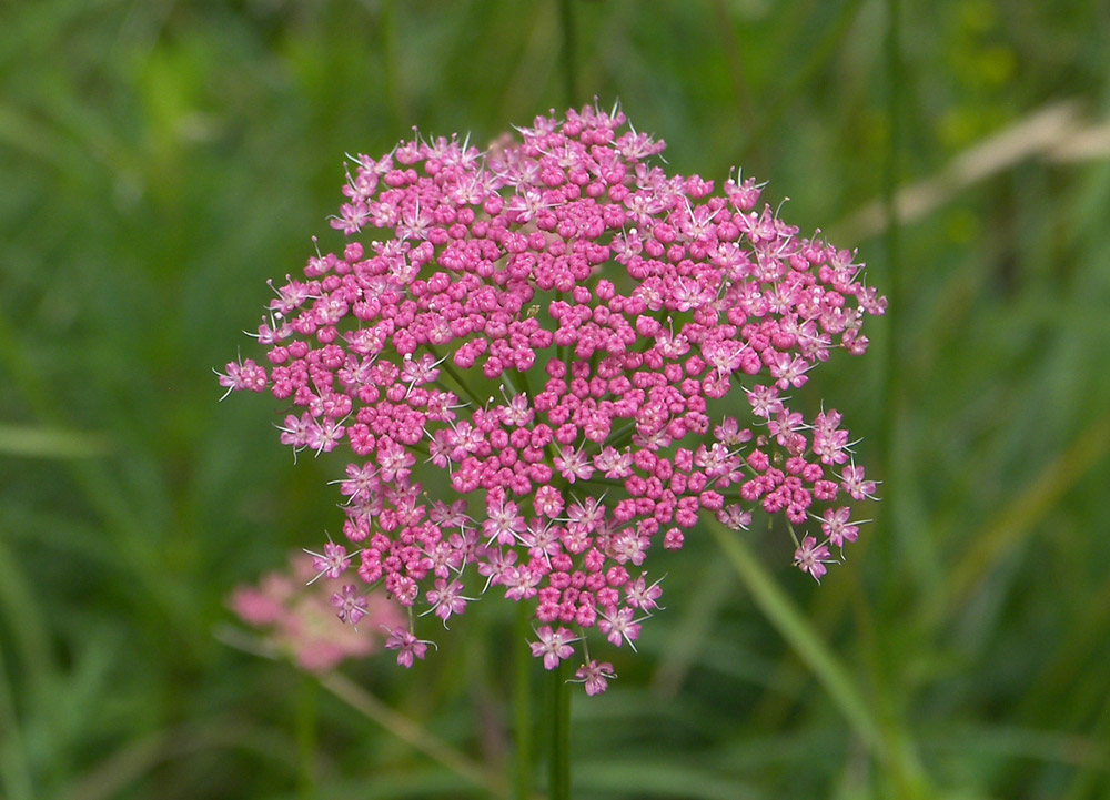 Изображение особи Pimpinella rhodantha.