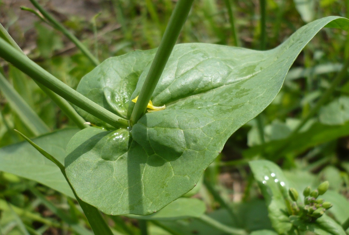 Image of Brassica campestris specimen.