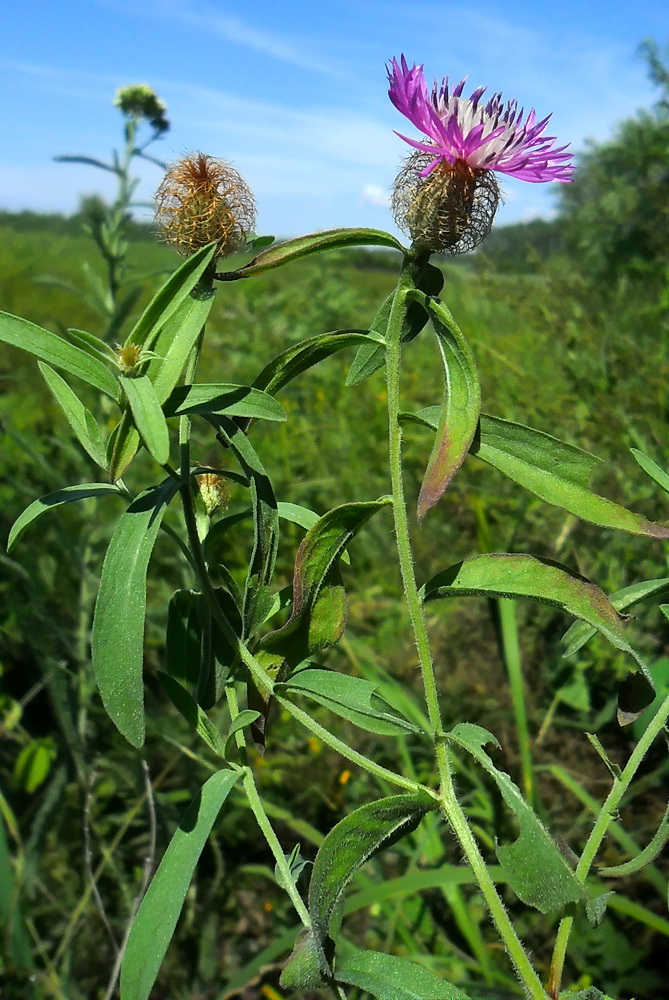 Изображение особи Centaurea trichocephala.