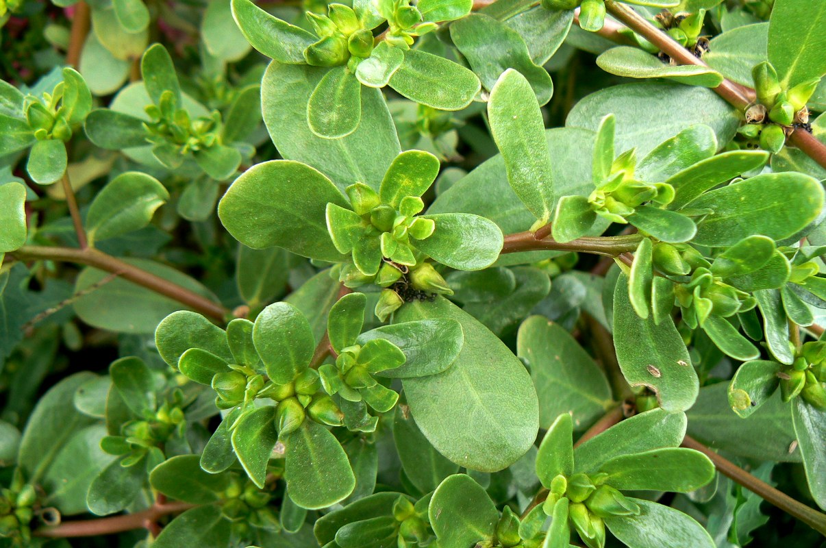 Image of Portulaca oleracea specimen.