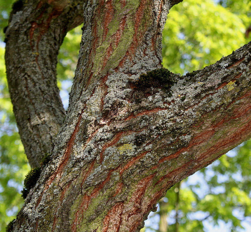 Image of Koelreuteria paniculata specimen.