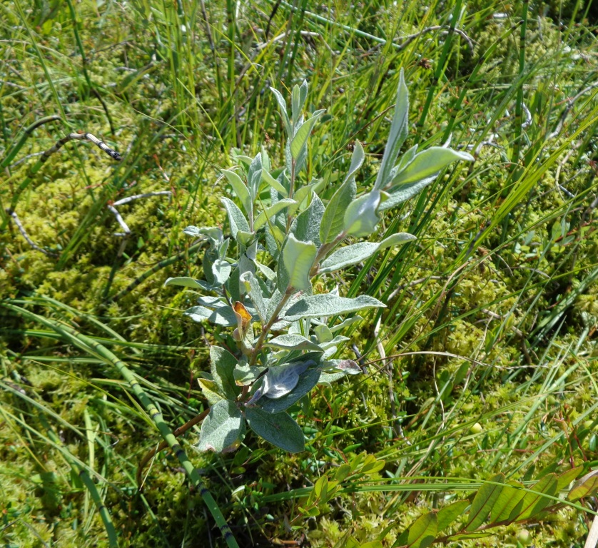 Image of Salix lapponum specimen.