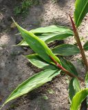 Cautleya gracilis. Побеги с бутонами. Германия, г. Дюссельдорф, Ботанический сад университета. 03.07.2014.