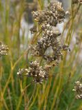 Gypsophila tenuifolia