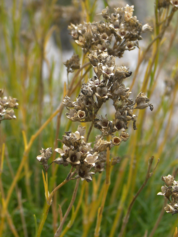 Image of Gypsophila tenuifolia specimen.