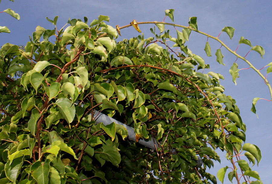 Изображение особи Actinidia arguta.