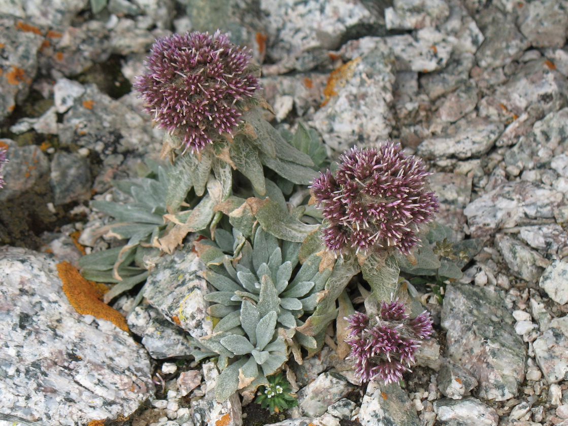 Image of Saussurea gnaphalodes specimen.