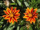 Gazania × hybrida. Соцветия. Украина, г. Запорожье, Правый берег, ул. Сковороды, клумба. 29.08.2014.