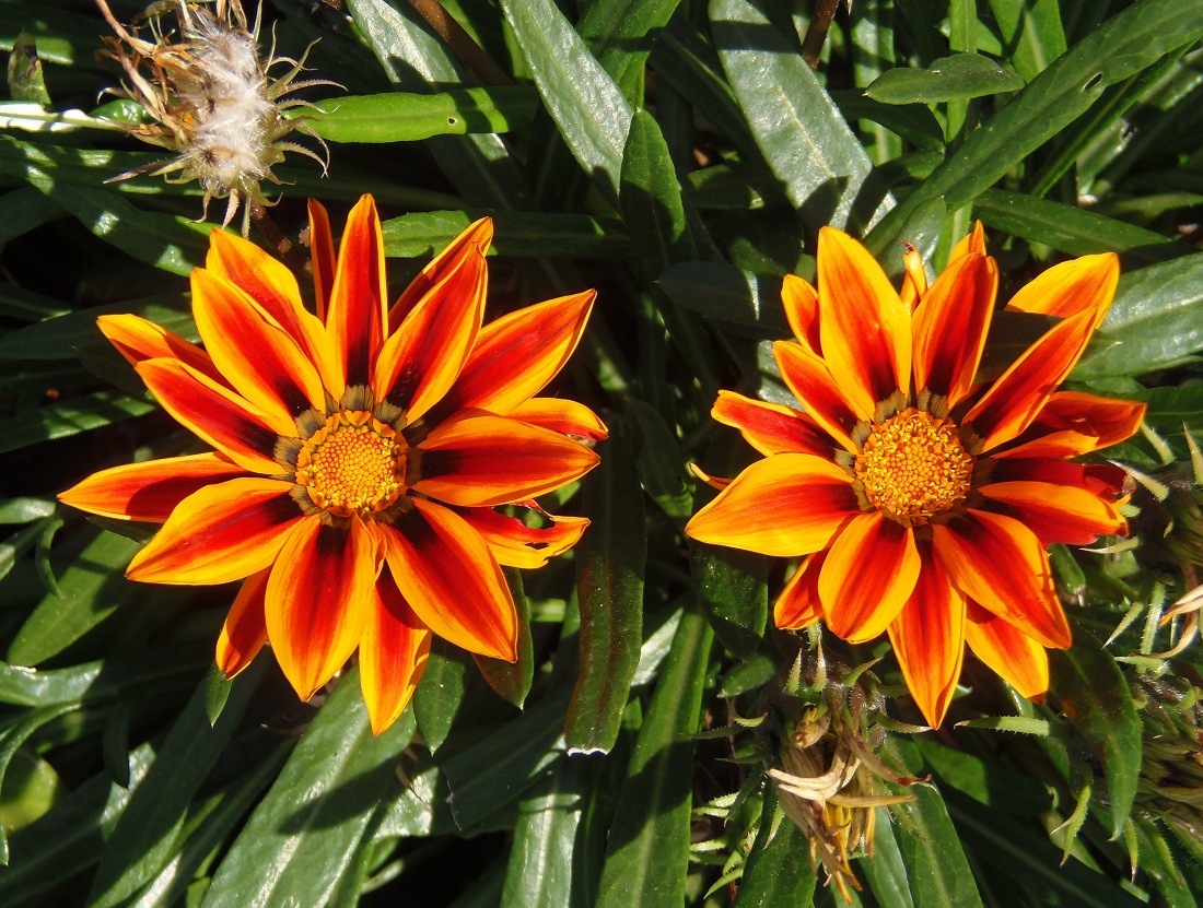 Изображение особи Gazania &times; hybrida.