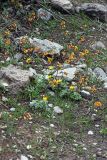 Gymnospermium alberti. Цветущие растения в сообществе с Anemone gortschakowii. Южный Казахстан, горы Алатау, Западное ущелье, ~1100 м н.у.м. 11.04.2014.