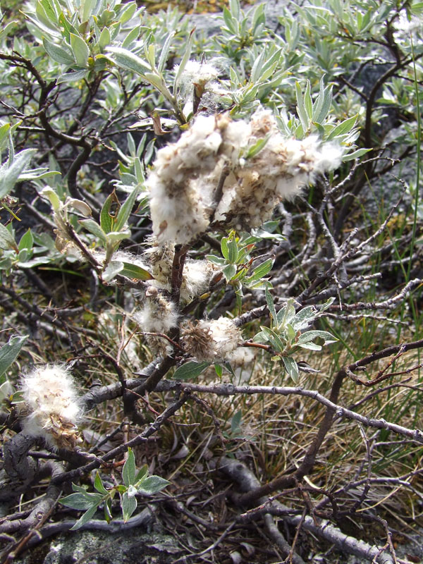 Изображение особи Salix lapponum.