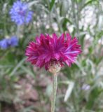 Centaurea cyanus. Соцветие (культивар). С-Петербург, клумба. 12 августа 2009 г.