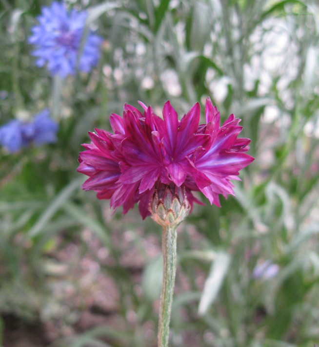 Image of Centaurea cyanus specimen.