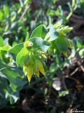 Cerinthe minor