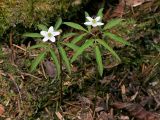 Anemone debilis