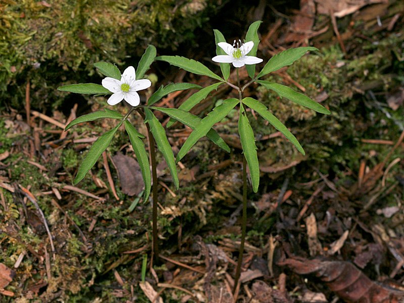 Изображение особи Anemone debilis.