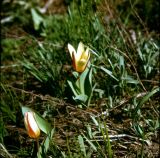 Tulipa kaufmanniana. Цветущее растение. Узбекистан, Ташкентская обл., Бостанлыкский р-н, хр. Каржантау. Первая декада мая 1986 г.