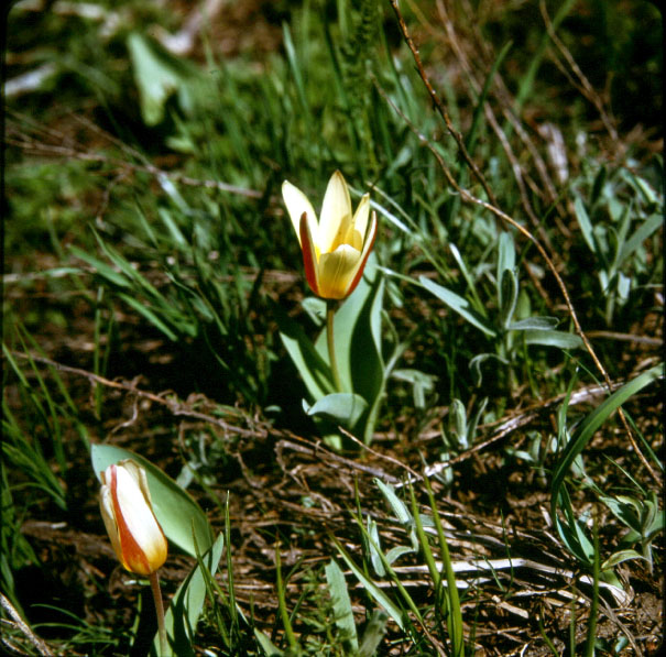 Image of Tulipa kaufmanniana specimen.