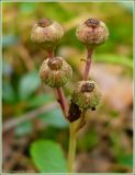 Chimaphila umbellata. Соплодие. Чувашия, окр. г. Шумерля, Кумашкинский заказник, урочище Барковская грива. 1 сентября 2009 г.