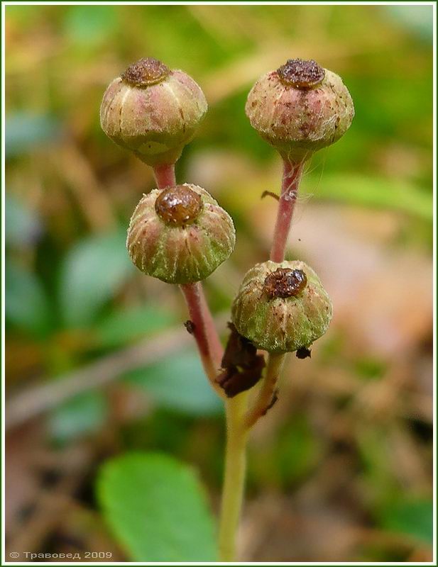 Изображение особи Chimaphila umbellata.