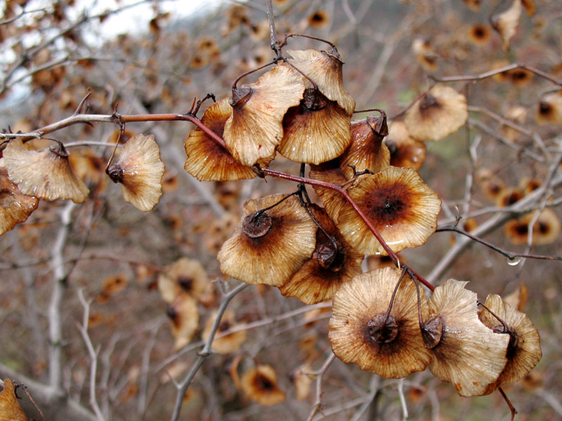 Image of Paliurus spina-christi specimen.