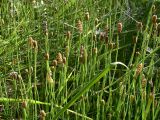 Equisetum ramosissimum