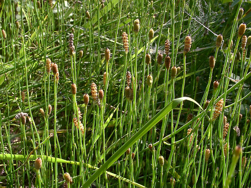 Изображение особи Equisetum ramosissimum.