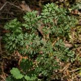 Peucedanum oreoselinum. Прикорневой лист. Белгородская обл., окрестности с. Хотмыжск, сосняк на субори. 02.07.2009.