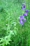 Campanula latifolia. Цветущее растение (садовая форма) на заброшенном садовом участке. Окр. Томска, 9 июля 2009 г.