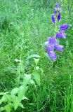 Campanula latifolia