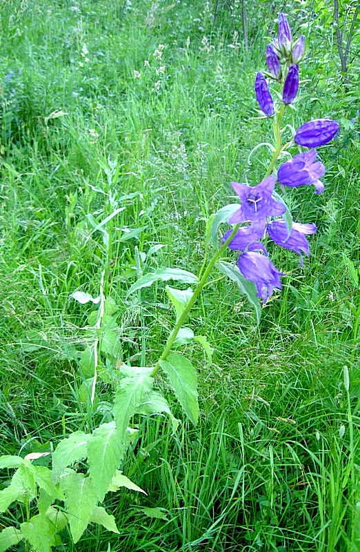 Image of Campanula latifolia specimen.