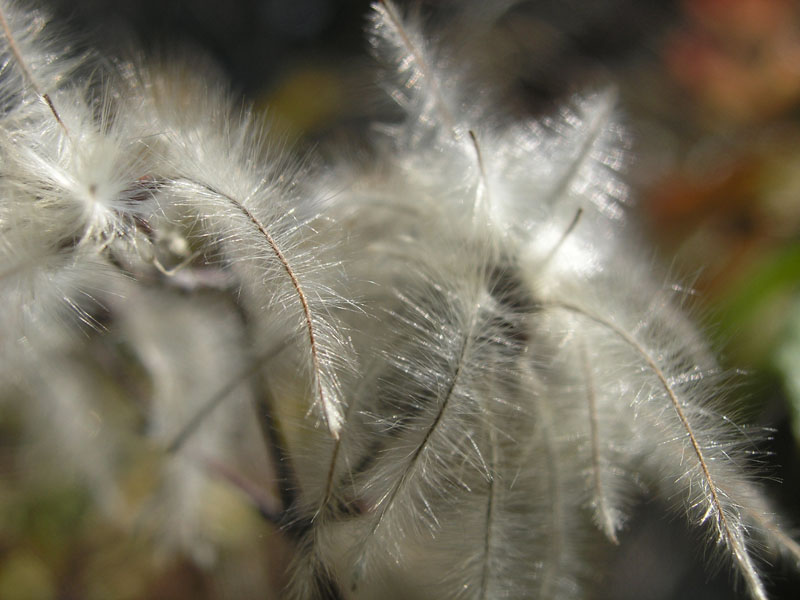 Image of Clematis vitalba specimen.