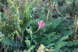 Astragalus monspessulanus. Цветущее растение. Украина, Хмельницкая обл., берег Днестра. 27 августа 2008 г.