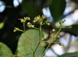 Anacardium occidentale. Часть соцветия. Андаманские острова, остров Хейвлок. 01.01.2015.