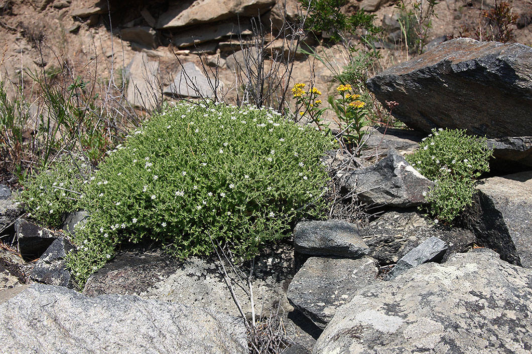 Image of Stellaria dichotoma specimen.