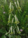 Silene chlorantha