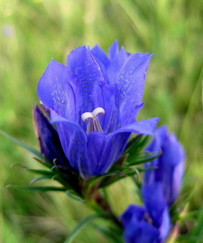 Изображение особи Gentiana pneumonanthe.