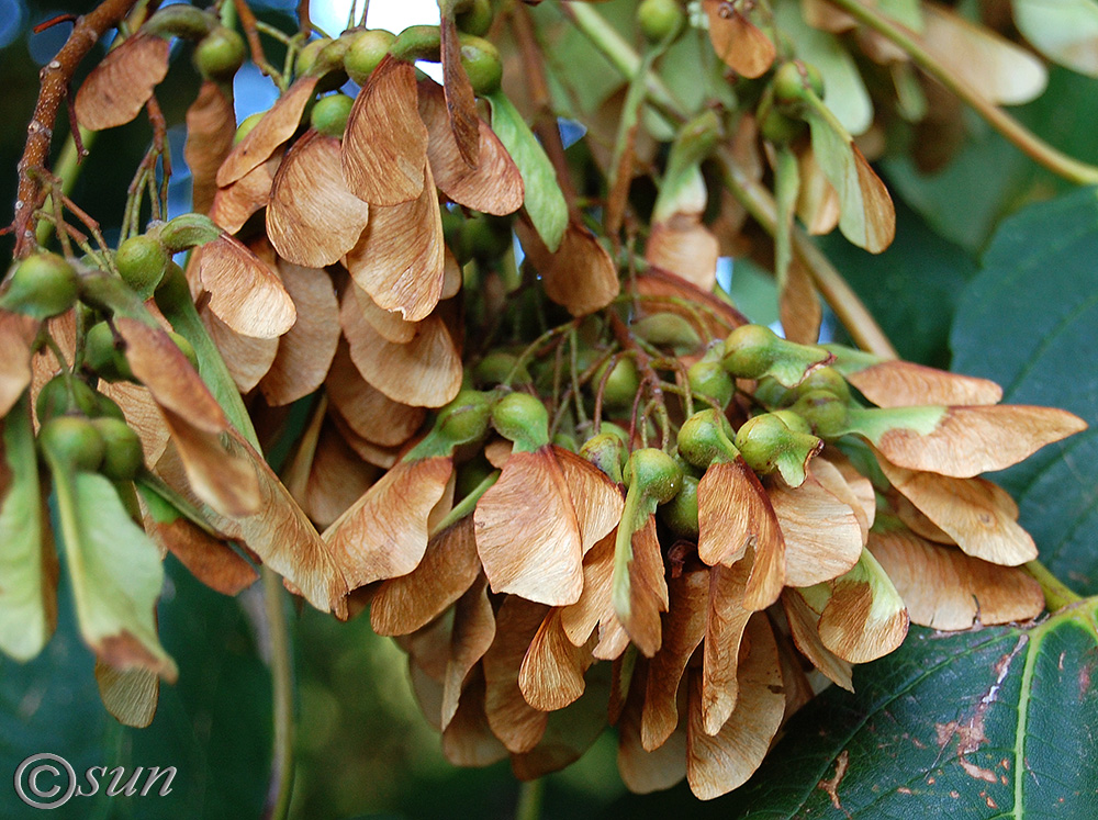 Изображение особи Acer pseudoplatanus.