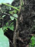 Oplopanax elatus. Стебель. Приморье, Лазовский р-н, окр. села Беневское, долина р. Еломовский ключ, смешанный лес. 18.08.2015.